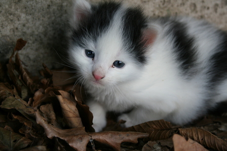 Kitten