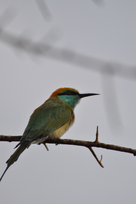 vogeltje in het Yala park