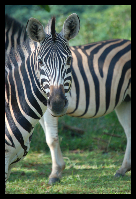 Zebra (Swaziland)