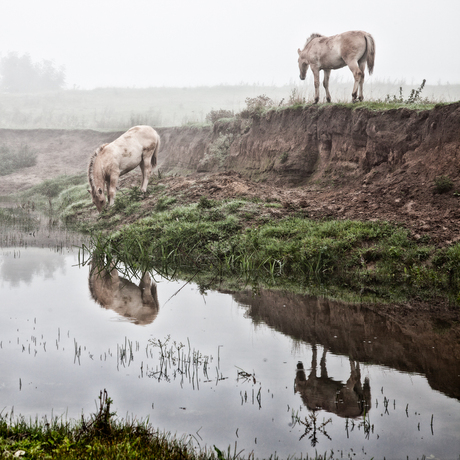 Mystic horses in the fog