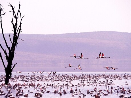 Lake Nakuru Flamingos