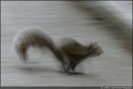 Run squirrel, run!