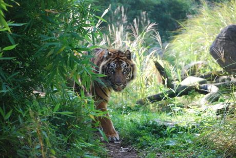 Ehhh, hallo tijger...