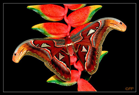 Attacus Atlas