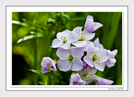 Cardamine Pratensis II