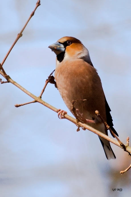 Appelvink