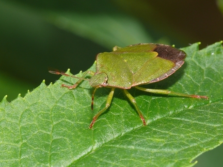 Groene stinkwants