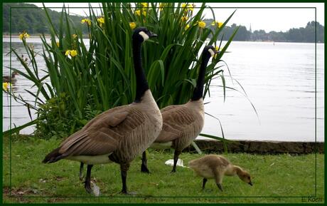 Ganzen met hun kroost