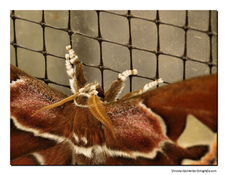 Atlasvlinder - Attacus Atlas