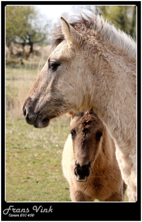 paarden