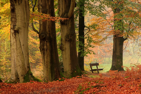 Herfstkleuren