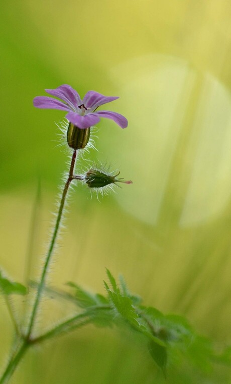 Zomaar een bloemetje....
