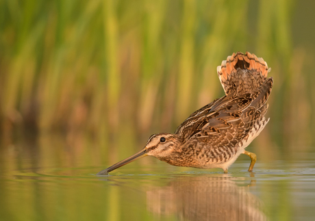 Watersnip