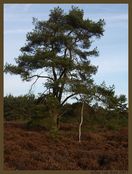 Groene blaadjes