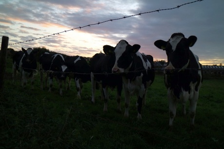 Koeien bij zonsondergang