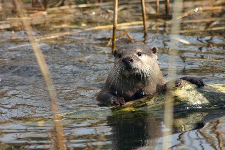 Otter