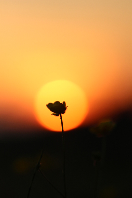 Boterbloem in avondzon