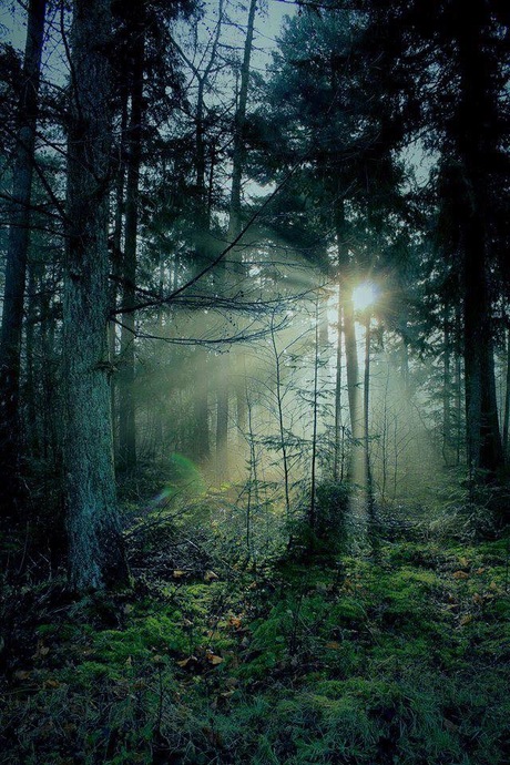 Zonneharpen/stralen in het bos.