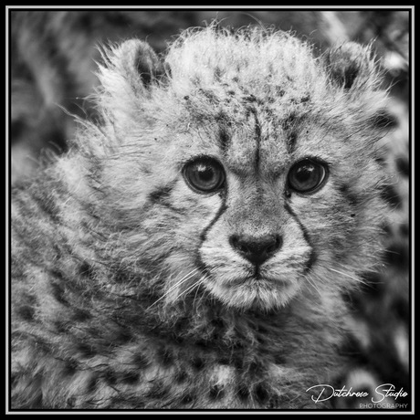 Cheetah cub Kenay