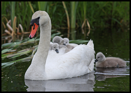 Zwanenfamilie