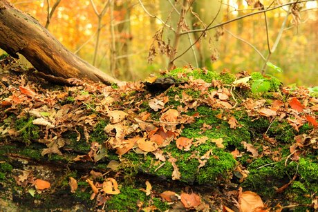 Bos Groenendaal Herfst 2012