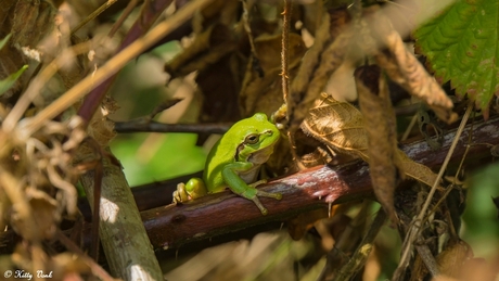 Boomkikker.