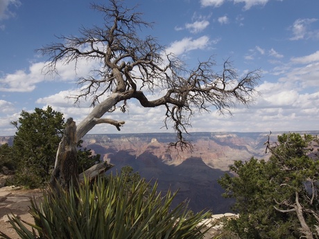 South Rim grand Canyon