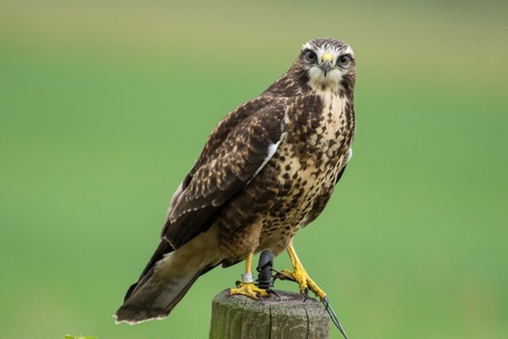 Buizerd