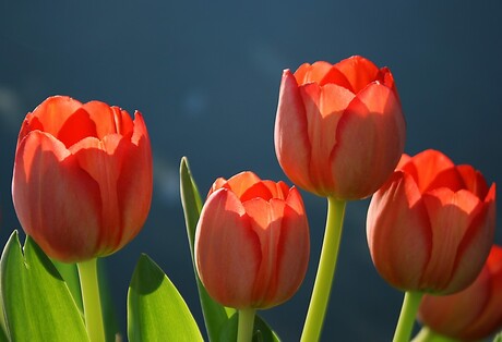 Tulpen