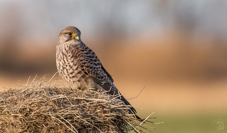 Torenvalk ♀