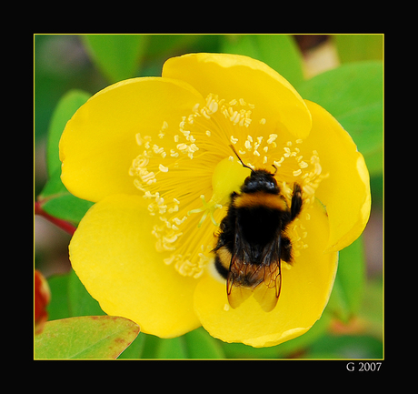 hommel