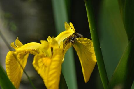 Hommel op gele lis