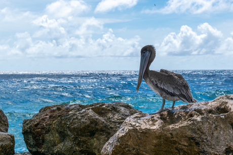 Pelikaan - Curacao