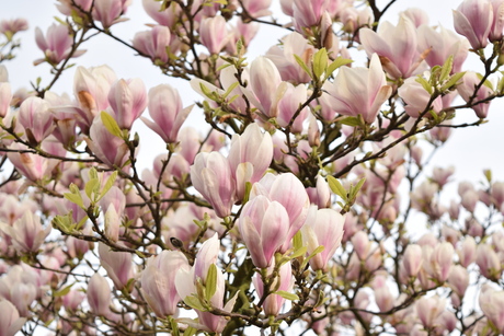 Magnolia in de bloei