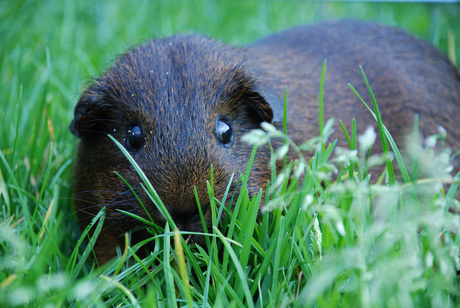 Cavia