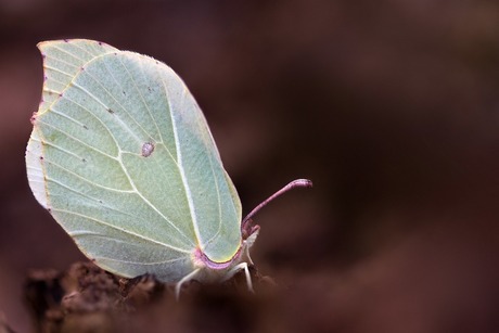 Frozen butterfly