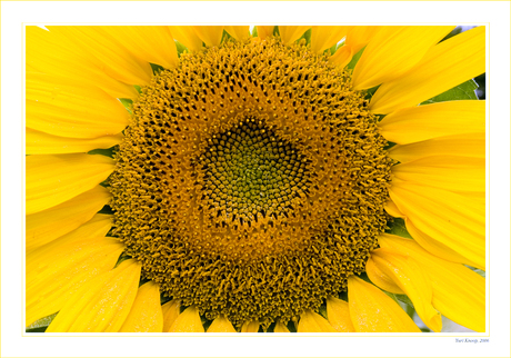 Sunflower in France 2