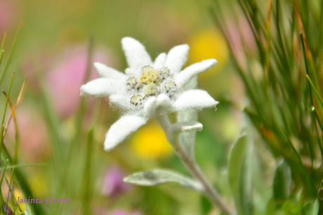 Edelweiss