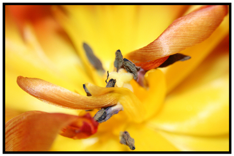 Inside the Tulp