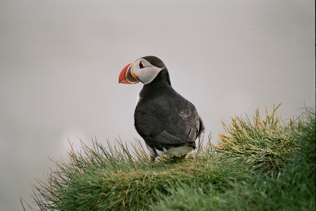 puffin ijsland