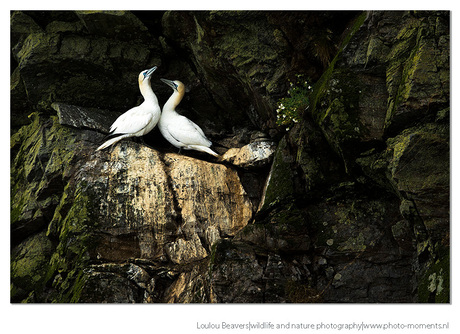 Love on the rocks