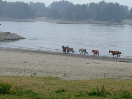 Misty morning