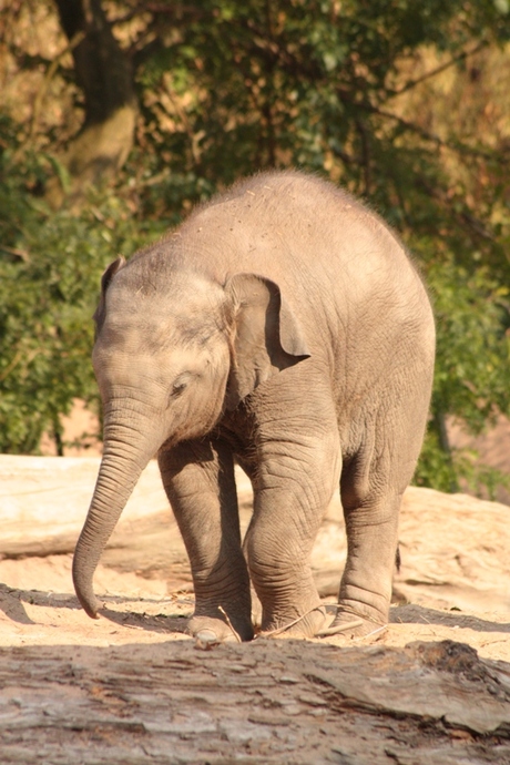 Olifant Blijdorp