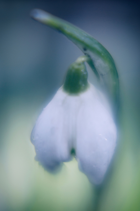 Snowdrop