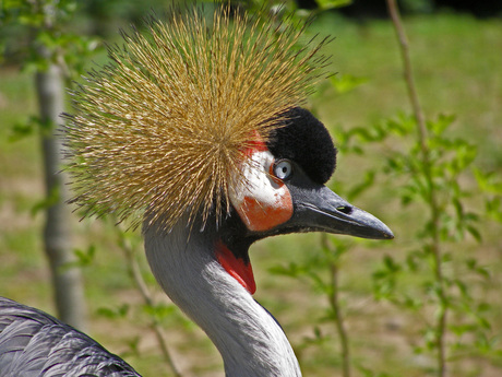 Kraanvogel