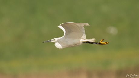Zilverreiger