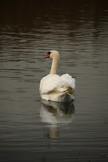 Zwaan bij ondergaande zon.