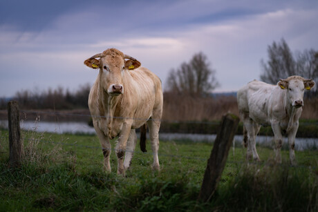 Charolais koe