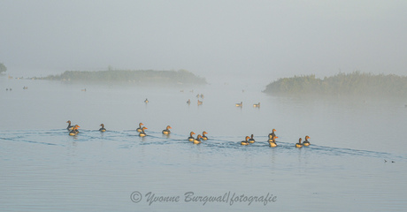 Mist Oostvaardersplassen Almere