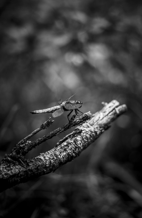 Libellula Depressa